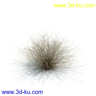 狼尾草,野牛草,羽毛芦苇草,白茅,水甜茅,须芒草,麦氏草,薹草,草本植物模型合集的图片17