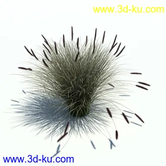 狼尾草,野牛草,羽毛芦苇草,白茅,水甜茅,须芒草,麦氏草,薹草,草本植物模型合集的图片18