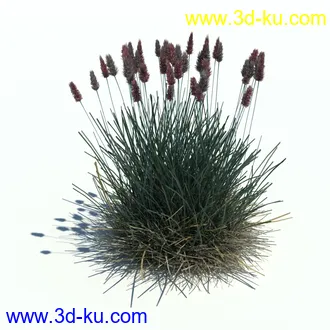 狼尾草,野牛草,羽毛芦苇草,白茅,水甜茅,须芒草,麦氏草,薹草,草本植物模型合集的图片19