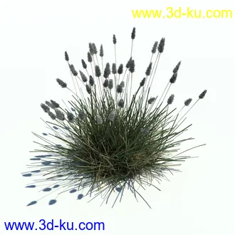 狼尾草,野牛草,羽毛芦苇草,白茅,水甜茅,须芒草,麦氏草,薹草,草本植物模型合集的图片20