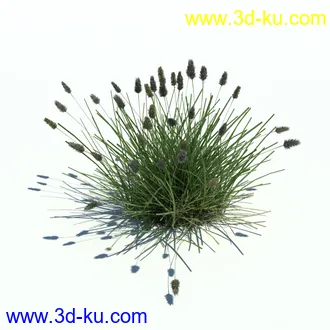 狼尾草,野牛草,羽毛芦苇草,白茅,水甜茅,须芒草,麦氏草,薹草,草本植物模型合集的图片21