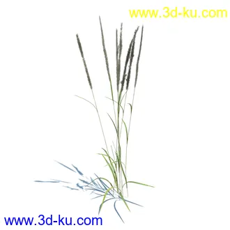 狼尾草,野牛草,羽毛芦苇草,白茅,水甜茅,须芒草,麦氏草,薹草,草本植物模型合集的图片22