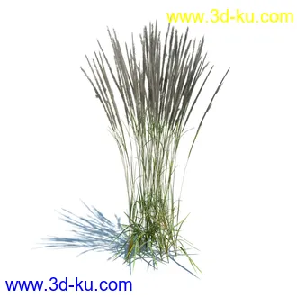 狼尾草,野牛草,羽毛芦苇草,白茅,水甜茅,须芒草,麦氏草,薹草,草本植物模型合集的图片23