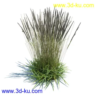 狼尾草,野牛草,羽毛芦苇草,白茅,水甜茅,须芒草,麦氏草,薹草,草本植物模型合集的图片24