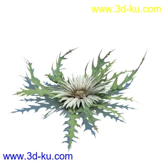 凌风草,羊茅,米草,野牛草,酸沼草,赖草,姬凤梨,地榆,毛头牛蒡,草本植物模型合集的图片1