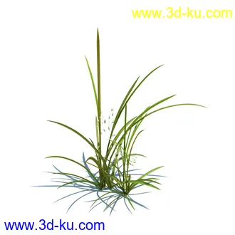 凌风草,羊茅,米草,野牛草,酸沼草,赖草,姬凤梨,地榆,毛头牛蒡,草本植物模型合集的图片2