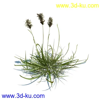 凌风草,羊茅,米草,野牛草,酸沼草,赖草,姬凤梨,地榆,毛头牛蒡,草本植物模型合集的图片3