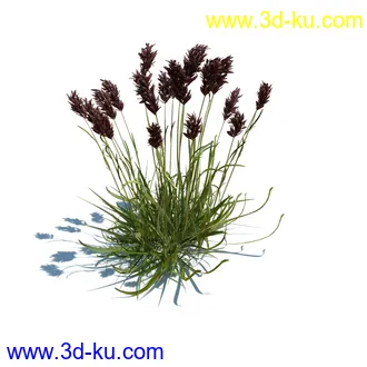 凌风草,羊茅,米草,野牛草,酸沼草,赖草,姬凤梨,地榆,毛头牛蒡,草本植物模型合集的图片4