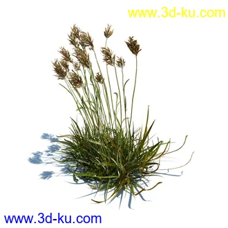 凌风草,羊茅,米草,野牛草,酸沼草,赖草,姬凤梨,地榆,毛头牛蒡,草本植物模型合集的图片5