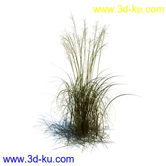 凌风草,羊茅,米草,野牛草,酸沼草,赖草,姬凤梨,地榆,毛头牛蒡,草本植物模型合集的图片6