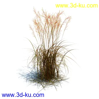 凌风草,羊茅,米草,野牛草,酸沼草,赖草,姬凤梨,地榆,毛头牛蒡,草本植物模型合集的图片7