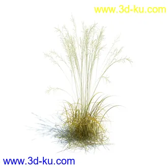 凌风草,羊茅,米草,野牛草,酸沼草,赖草,姬凤梨,地榆,毛头牛蒡,草本植物模型合集的图片8
