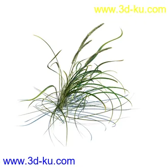凌风草,羊茅,米草,野牛草,酸沼草,赖草,姬凤梨,地榆,毛头牛蒡,草本植物模型合集的图片10
