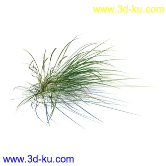 凌风草,羊茅,米草,野牛草,酸沼草,赖草,姬凤梨,地榆,毛头牛蒡,草本植物模型合集的图片11