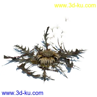 凌风草,羊茅,米草,野牛草,酸沼草,赖草,姬凤梨,地榆,毛头牛蒡,草本植物模型合集的图片12