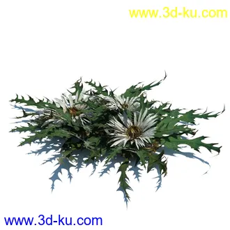 凌风草,羊茅,米草,野牛草,酸沼草,赖草,姬凤梨,地榆,毛头牛蒡,草本植物模型合集的图片14