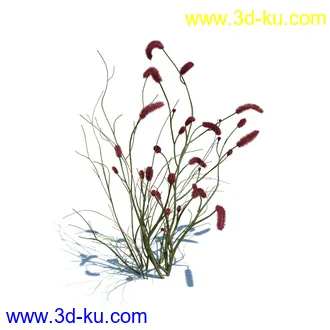 凌风草,羊茅,米草,野牛草,酸沼草,赖草,姬凤梨,地榆,毛头牛蒡,草本植物模型合集的图片16