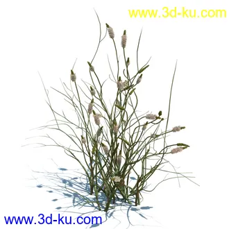 凌风草,羊茅,米草,野牛草,酸沼草,赖草,姬凤梨,地榆,毛头牛蒡,草本植物模型合集的图片17