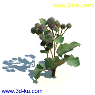 凌风草,羊茅,米草,野牛草,酸沼草,赖草,姬凤梨,地榆,毛头牛蒡,草本植物模型合集的图片19