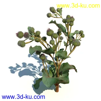 凌风草,羊茅,米草,野牛草,酸沼草,赖草,姬凤梨,地榆,毛头牛蒡,草本植物模型合集的图片20