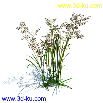 凌风草,羊茅,米草,野牛草,酸沼草,赖草,姬凤梨,地榆,毛头牛蒡,草本植物模型合集的图片21