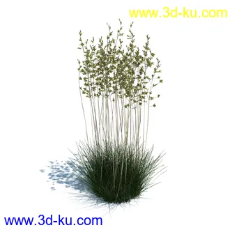 凌风草,羊茅,米草,野牛草,酸沼草,赖草,姬凤梨,地榆,毛头牛蒡,草本植物模型合集的图片22