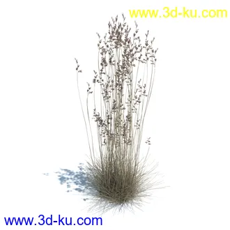 凌风草,羊茅,米草,野牛草,酸沼草,赖草,姬凤梨,地榆,毛头牛蒡,草本植物模型合集的图片23