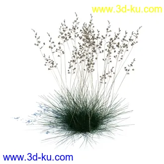 凌风草,羊茅,米草,野牛草,酸沼草,赖草,姬凤梨,地榆,毛头牛蒡,草本植物模型合集的图片24