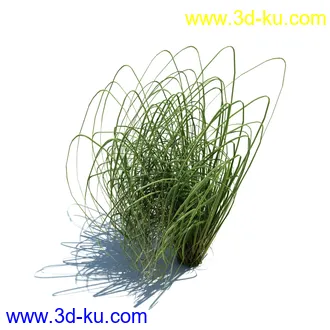 凌风草,羊茅,米草,野牛草,酸沼草,赖草,姬凤梨,地榆,毛头牛蒡,草本植物模型合集的图片25