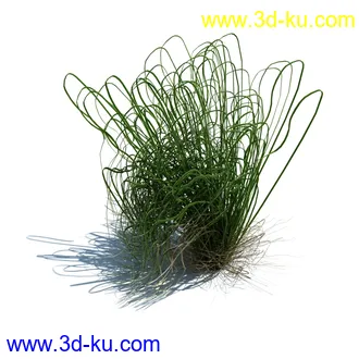 凌风草,羊茅,米草,野牛草,酸沼草,赖草,姬凤梨,地榆,毛头牛蒡,草本植物模型合集的图片26