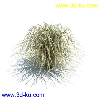 凌风草,羊茅,米草,野牛草,酸沼草,赖草,姬凤梨,地榆,毛头牛蒡,草本植物模型合集的图片