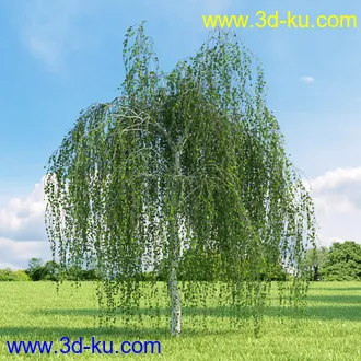 复叶槭,挪威槭黄金枫,鹅耳枥,美国梓树,沼桦,卫矛,锦鸡儿树,北美鹅掌楸,橡树,树木模型合集的图片