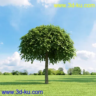 复叶槭,挪威槭黄金枫,鹅耳枥,美国梓树,沼桦,卫矛,锦鸡儿树,北美鹅掌楸,橡树,树木模型合集的图片
