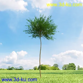 复叶槭,挪威槭黄金枫,鹅耳枥,美国梓树,沼桦,卫矛,锦鸡儿树,北美鹅掌楸,橡树,树木模型合集的图片