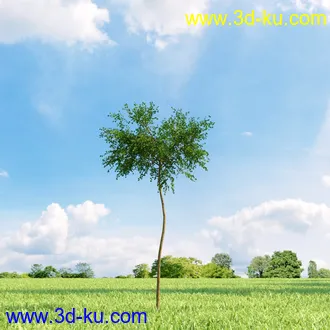 复叶槭,挪威槭黄金枫,鹅耳枥,美国梓树,沼桦,卫矛,锦鸡儿树,北美鹅掌楸,橡树,树木模型合集的图片