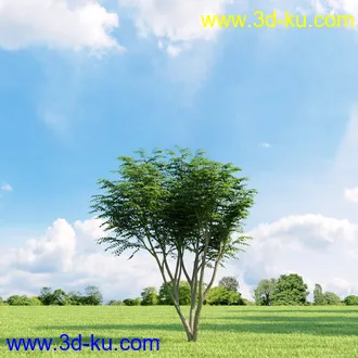 复叶槭,挪威槭黄金枫,鹅耳枥,美国梓树,沼桦,卫矛,锦鸡儿树,北美鹅掌楸,橡树,树木模型合集的图片