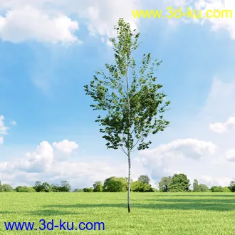 美国皂荚,美人梅,槭树,桦木,茱萸,山楂树,稠李,栎树,刺槐,柳树,匍匐柳,树木模型合集的图片