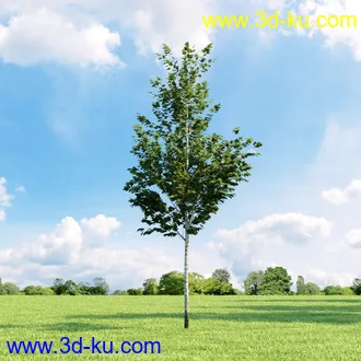美国皂荚,美人梅,槭树,桦木,茱萸,山楂树,稠李,栎树,刺槐,柳树,匍匐柳,树木模型合集的图片