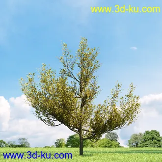 美国皂荚,美人梅,槭树,桦木,茱萸,山楂树,稠李,栎树,刺槐,柳树,匍匐柳,树木模型合集的图片