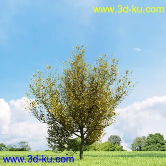 美国皂荚,美人梅,槭树,桦木,茱萸,山楂树,稠李,栎树,刺槐,柳树,匍匐柳,树木模型合集的图片