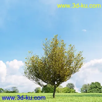 美国皂荚,美人梅,槭树,桦木,茱萸,山楂树,稠李,栎树,刺槐,柳树,匍匐柳,树木模型合集的图片