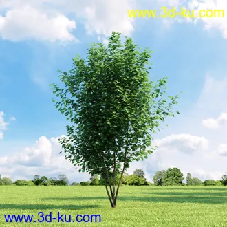 美国皂荚,美人梅,槭树,桦木,茱萸,山楂树,稠李,栎树,刺槐,柳树,匍匐柳,树木模型合集的图片