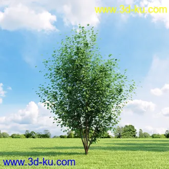 美国皂荚,美人梅,槭树,桦木,茱萸,山楂树,稠李,栎树,刺槐,柳树,匍匐柳,树木模型合集的图片