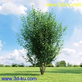 美国皂荚,美人梅,槭树,桦木,茱萸,山楂树,稠李,栎树,刺槐,柳树,匍匐柳,树木模型合集的图片