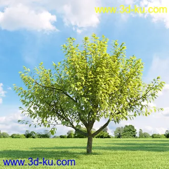美国皂荚,美人梅,槭树,桦木,茱萸,山楂树,稠李,栎树,刺槐,柳树,匍匐柳,树木模型合集的图片