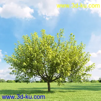 美国皂荚,美人梅,槭树,桦木,茱萸,山楂树,稠李,栎树,刺槐,柳树,匍匐柳,树木模型合集的图片