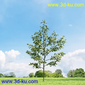 美国皂荚,美人梅,槭树,桦木,茱萸,山楂树,稠李,栎树,刺槐,柳树,匍匐柳,树木模型合集的图片
