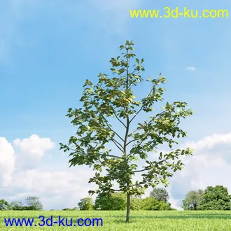 美国皂荚,美人梅,槭树,桦木,茱萸,山楂树,稠李,栎树,刺槐,柳树,匍匐柳,树木模型合集的图片