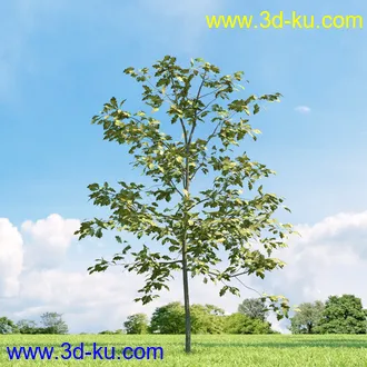 美国皂荚,美人梅,槭树,桦木,茱萸,山楂树,稠李,栎树,刺槐,柳树,匍匐柳,树木模型合集的图片