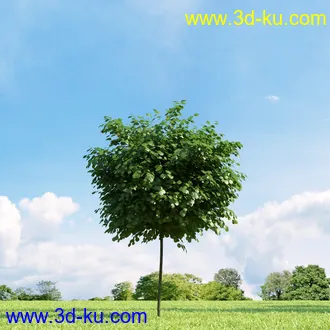 美国皂荚,美人梅,槭树,桦木,茱萸,山楂树,稠李,栎树,刺槐,柳树,匍匐柳,树木模型合集的图片